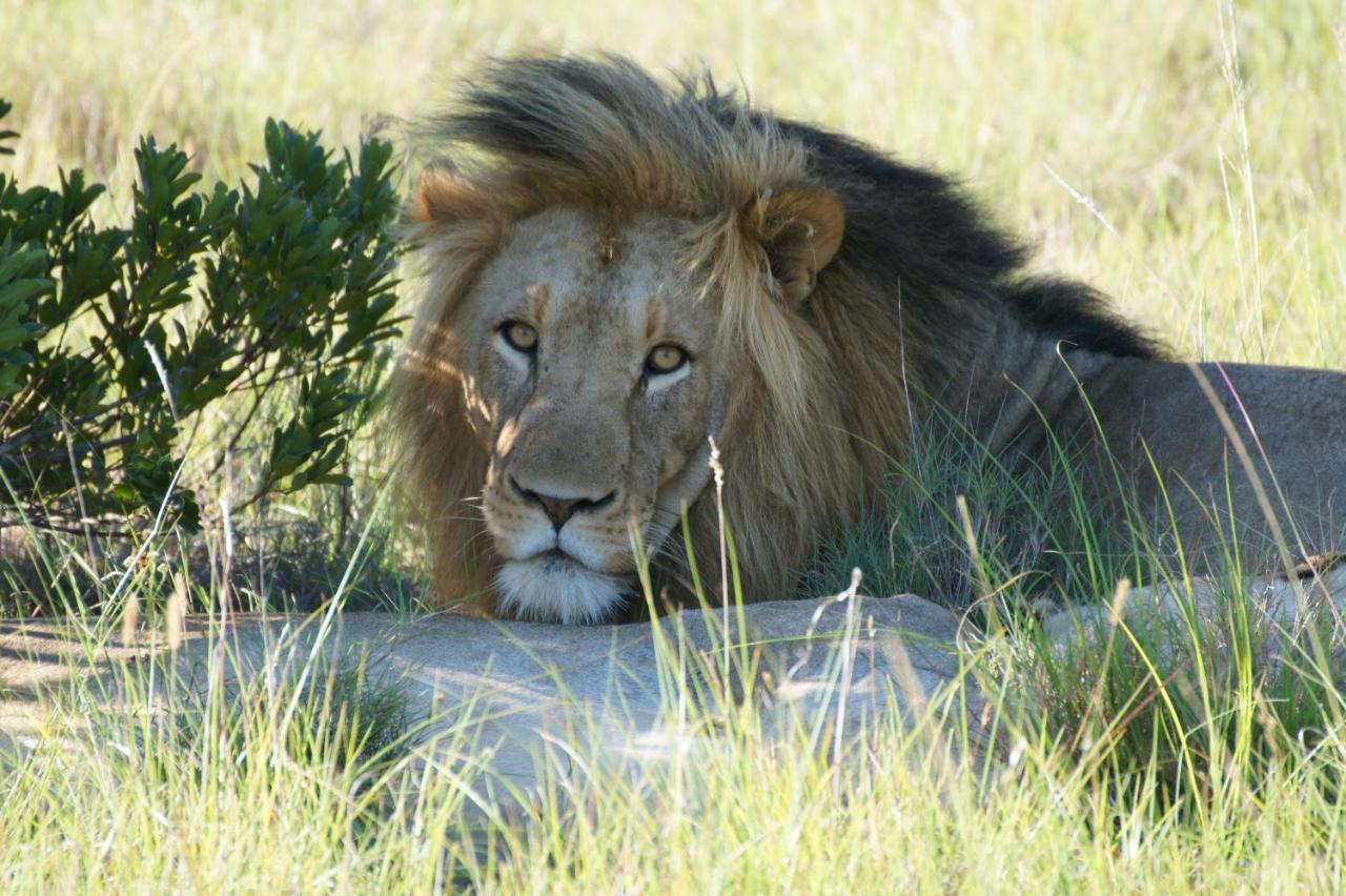 Lalibela Game Reserve - Kichaka Lodge Paterson Exteriér fotografie
