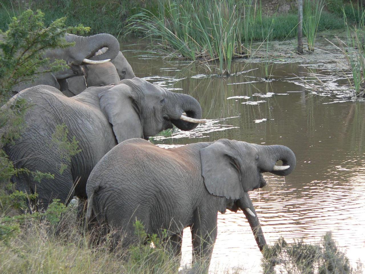 Lalibela Game Reserve - Kichaka Lodge Paterson Exteriér fotografie