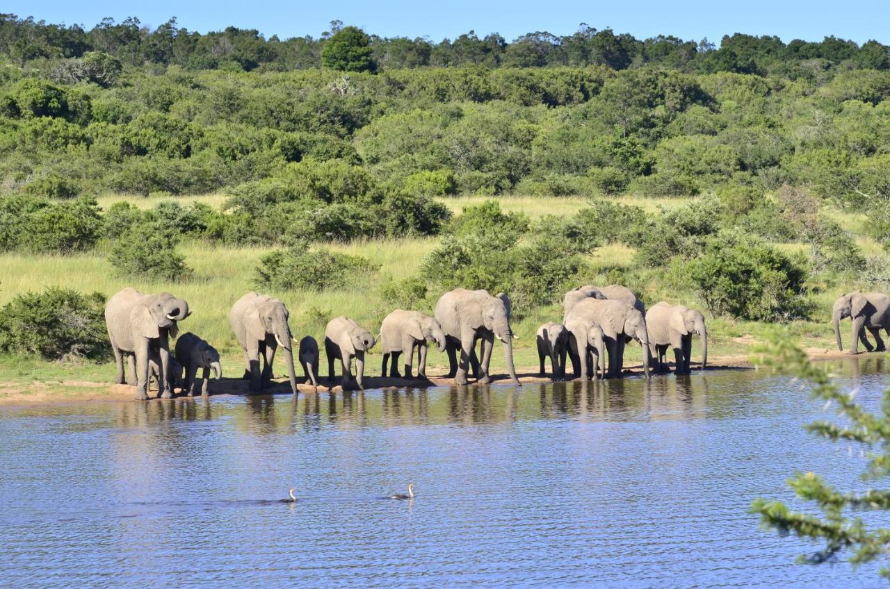 Lalibela Game Reserve - Kichaka Lodge Paterson Exteriér fotografie