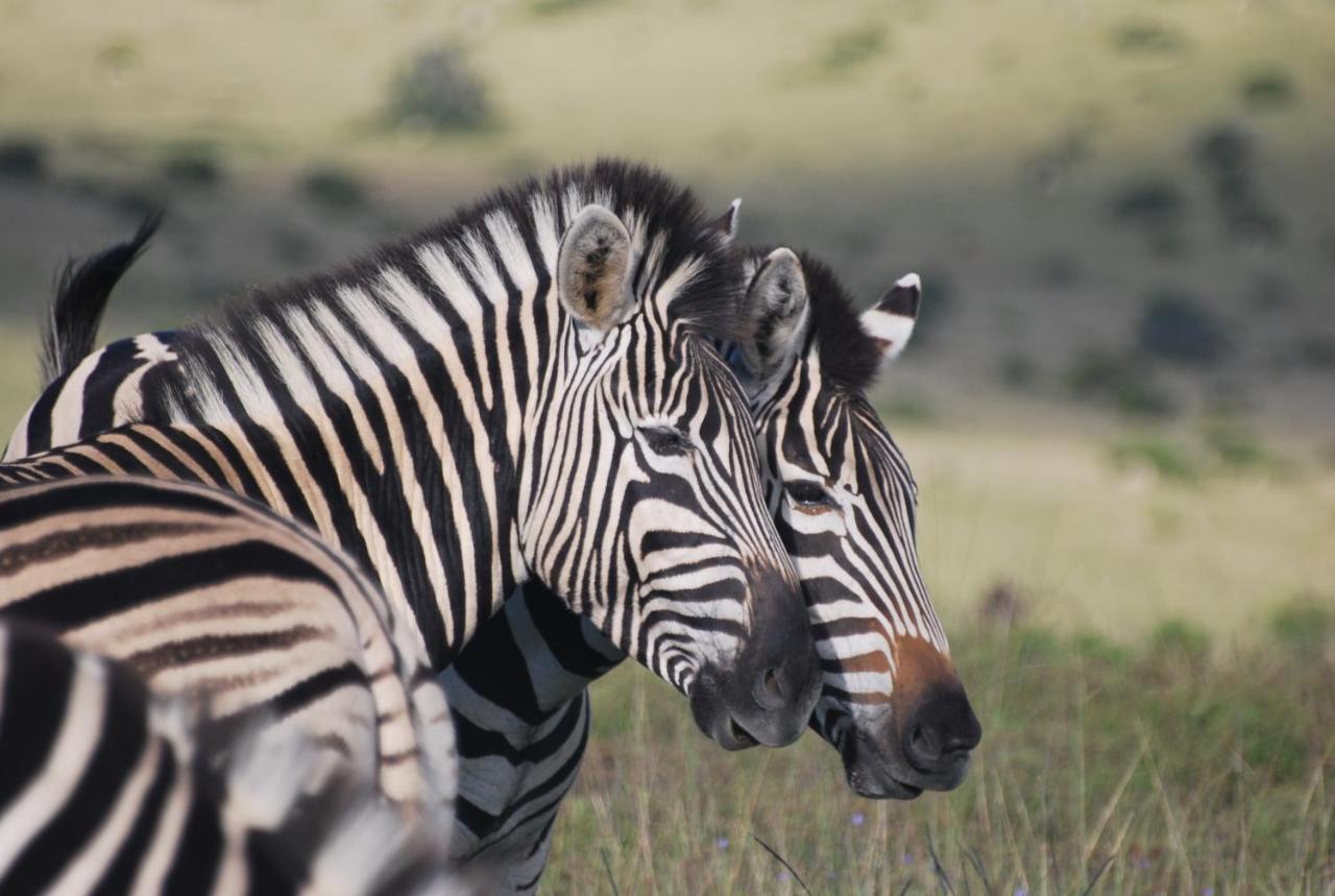 Lalibela Game Reserve - Kichaka Lodge Paterson Exteriér fotografie